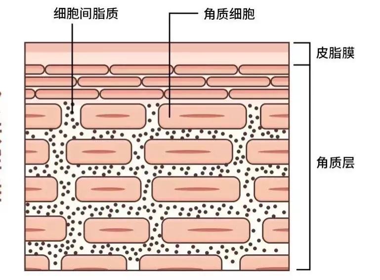 精华液、精华水、精华乳是什么东西？花三分钟弄清楚，养出好皮肤
