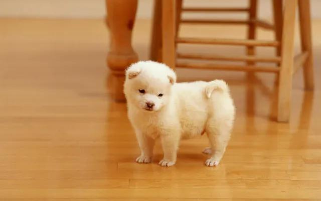 狗狗没有地方养了，怎么办？