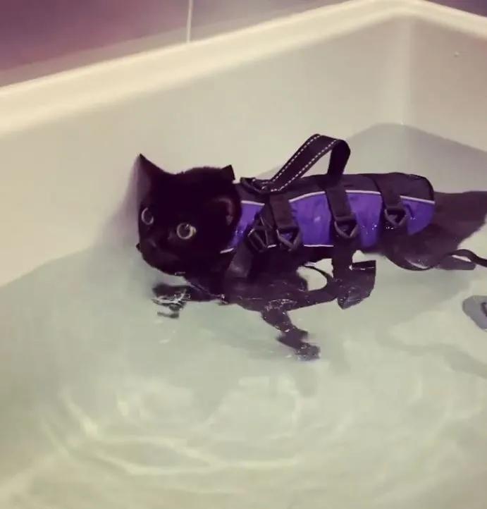 小脑发育不良的猫,猫咪小脑发育不全能治好吗