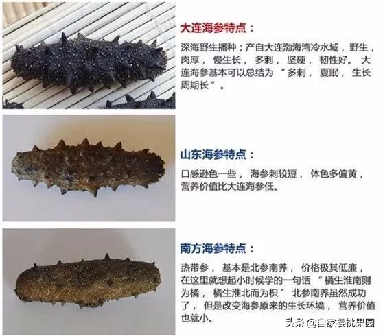 辽参科普,真正的辽参