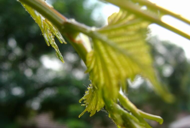 葡萄伤流是什么意思,葡萄病的特征和危害