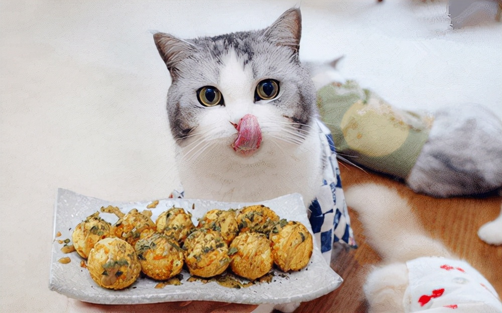 猫咪被咬伤口化脓怎么处理,猫咪脖子有化脓伤口会自愈吗