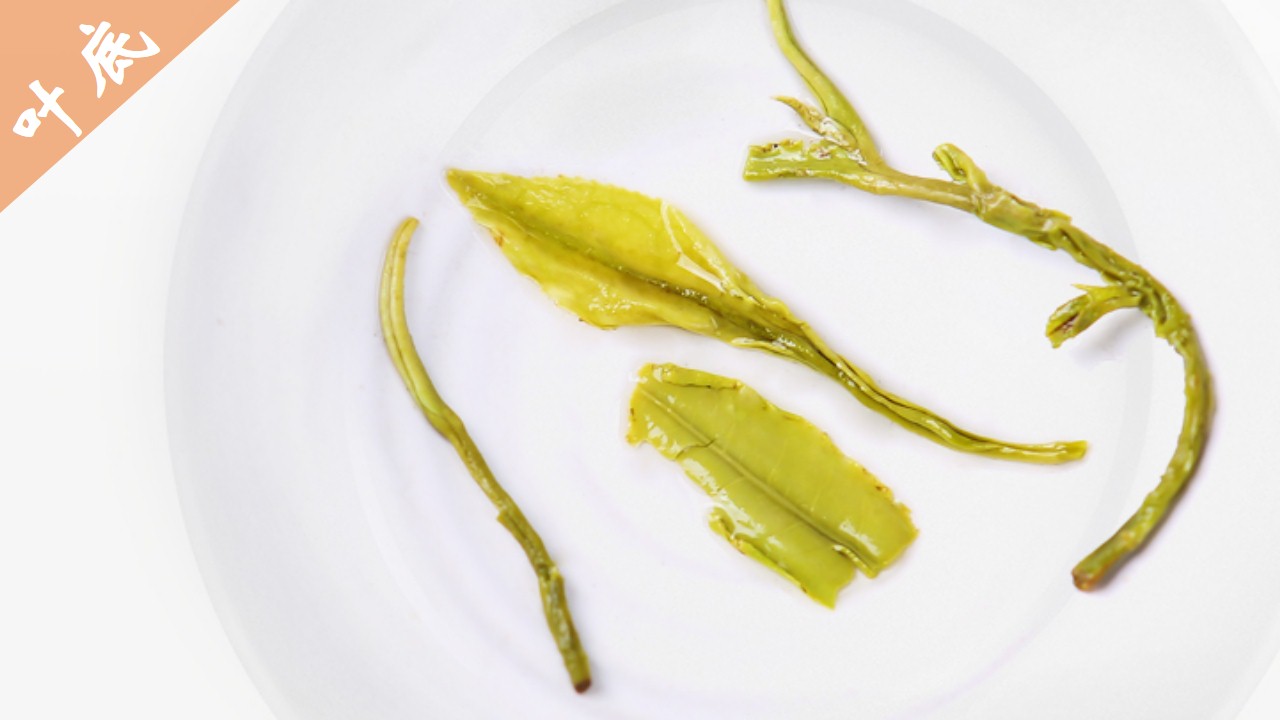 看图识茶考考你认识几种名茶,六大茶类及其代表名茶