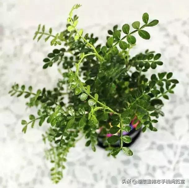 100种常见花卉植物图谱,100种花卉素描图谱