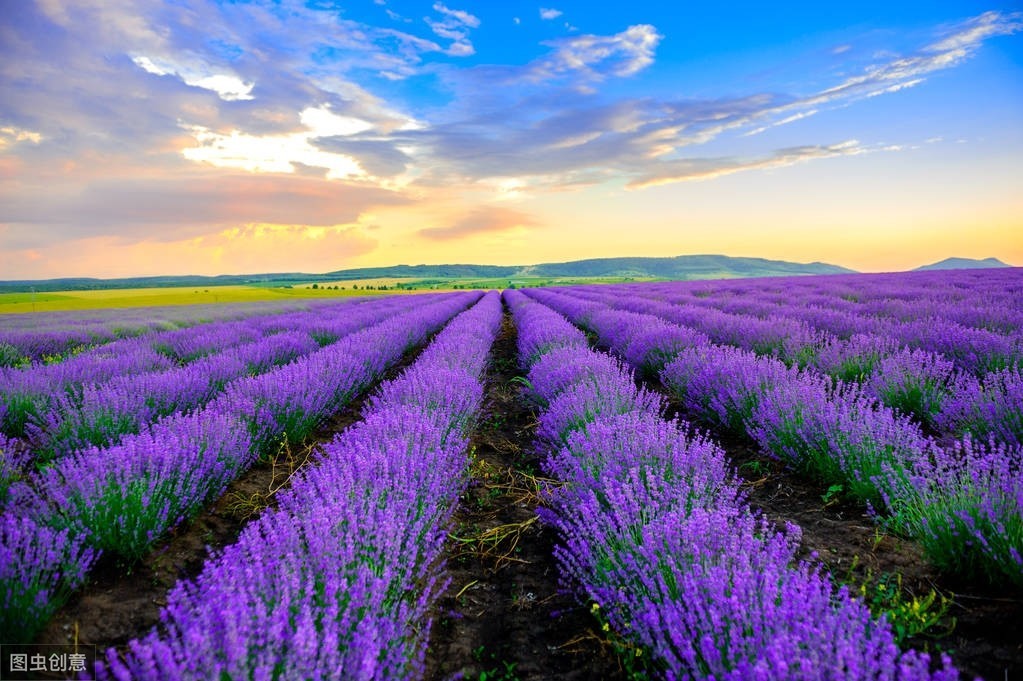 牡丹真国色倾国倾城,中国的国花牡丹特点