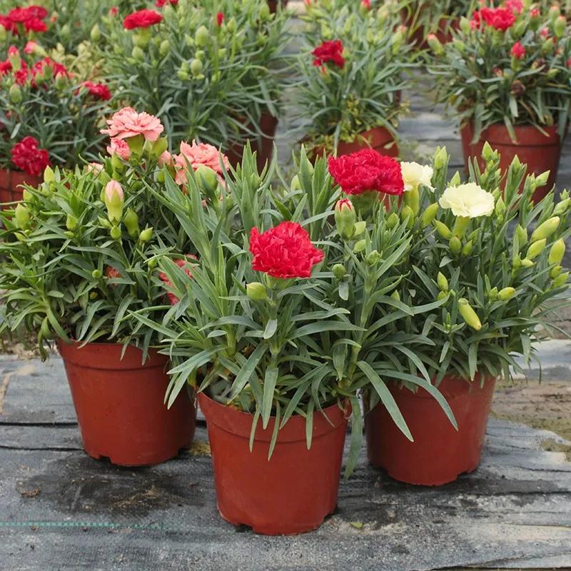 母亲节礼物除了康乃馨还能送啥,母亲节到了给妈妈送一个康乃馨