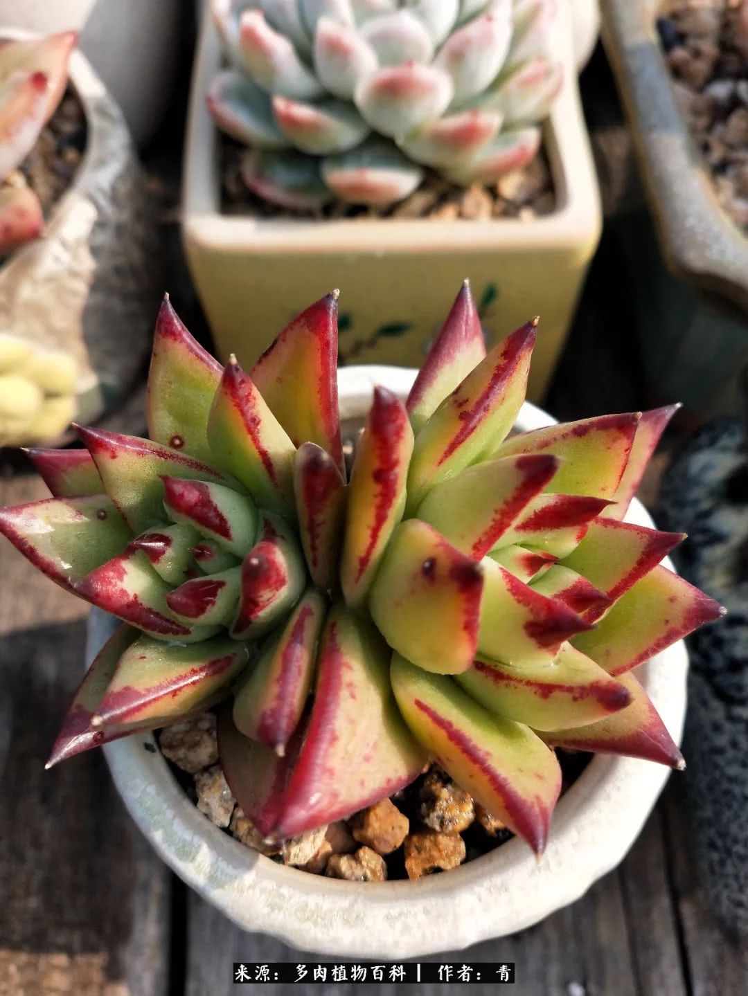 入坑多肉无法自拔,沉迷多肉无法自拔