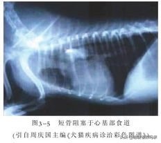 狗狗呕吐的背后，隐藏着多少不为人知的病情？不是每一种都能忽略