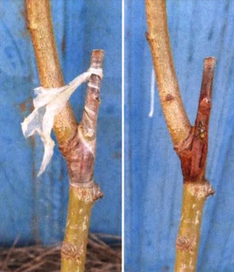 桃树苗7月份成熟品种,桃树苗品种如何选择