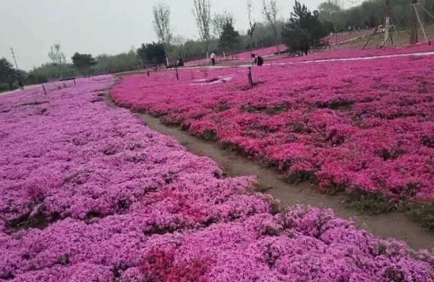 附近免费景点踏青网红打卡地,北京周边的四季花海