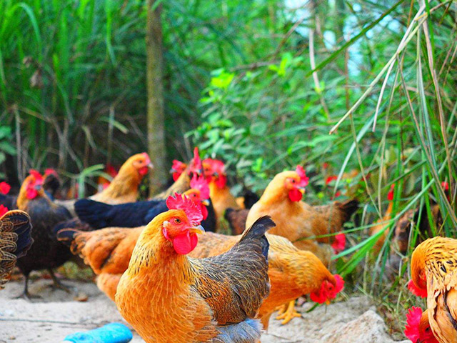 鸡寄生虫病的防治方法,鸡有蛔虫喂什么药