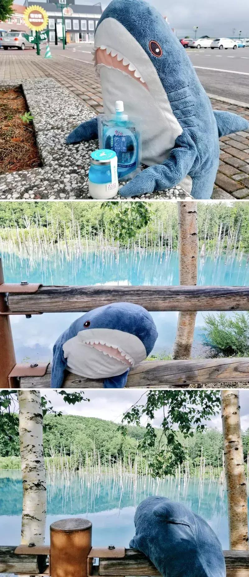 日推网友分享：被幸福饲养的鲨鱼宝宝，每一张都戳中萌点