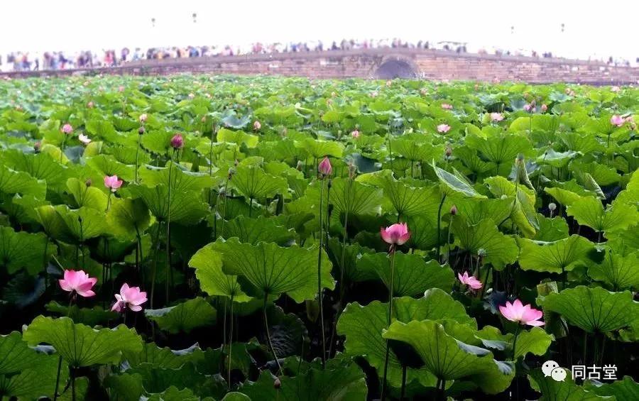 同古堂|林风眠:我是救母的沉香,也是西湖的游子