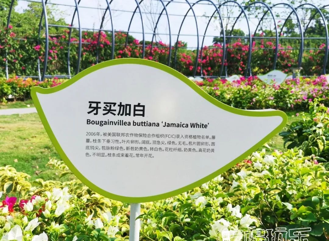 深圳最美簕杜鹃谷公园花海,宝安区花海赏花景点