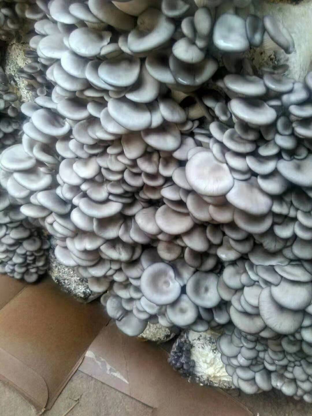 种平菇菌种怎么自己做的,自己在家可以自制平菇菌种吗