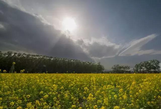 天津静海油菜花景点在哪里,天津油菜花旅游最佳路线图