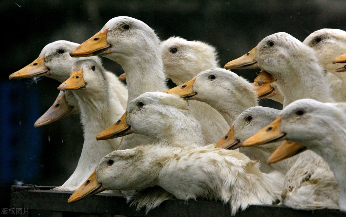 治疗鸭黄病毒的秘诀30日龄的鸭子得了黄病毒吃什么药治疗多久恢复