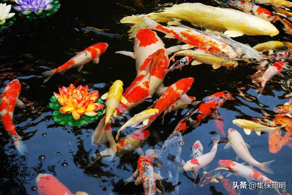 锦鲤怎样养才能越养越好看,锦鲤怎样养才养得好看