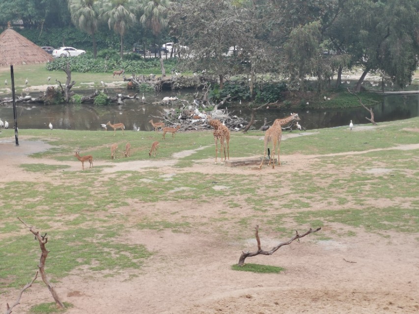 长隆野生动物园值不值得去玩,广州长隆野生动物园在哪里