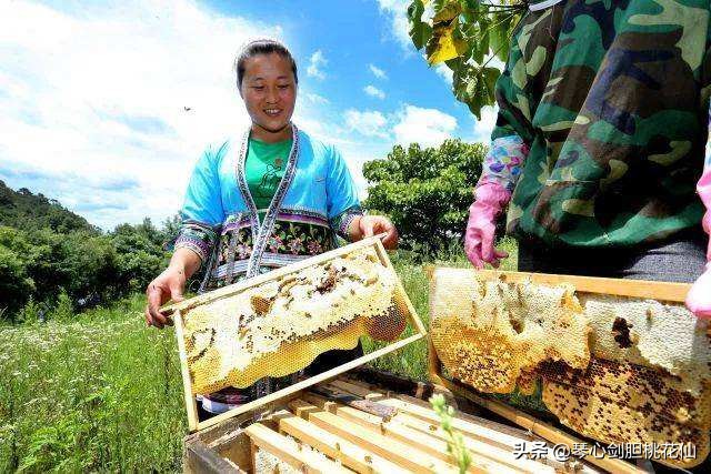 什么时候采收蜂蜜最好,采蜜期如何让蜜蜂高产