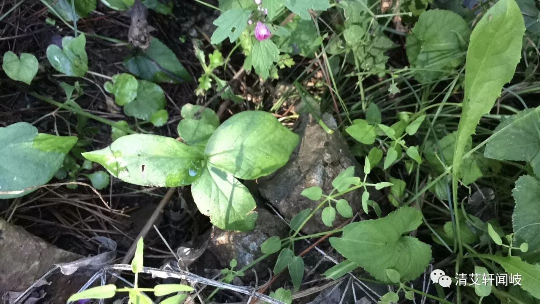 半夏中毒解救方法及解药,半夏中毒喉咙的症状及解救