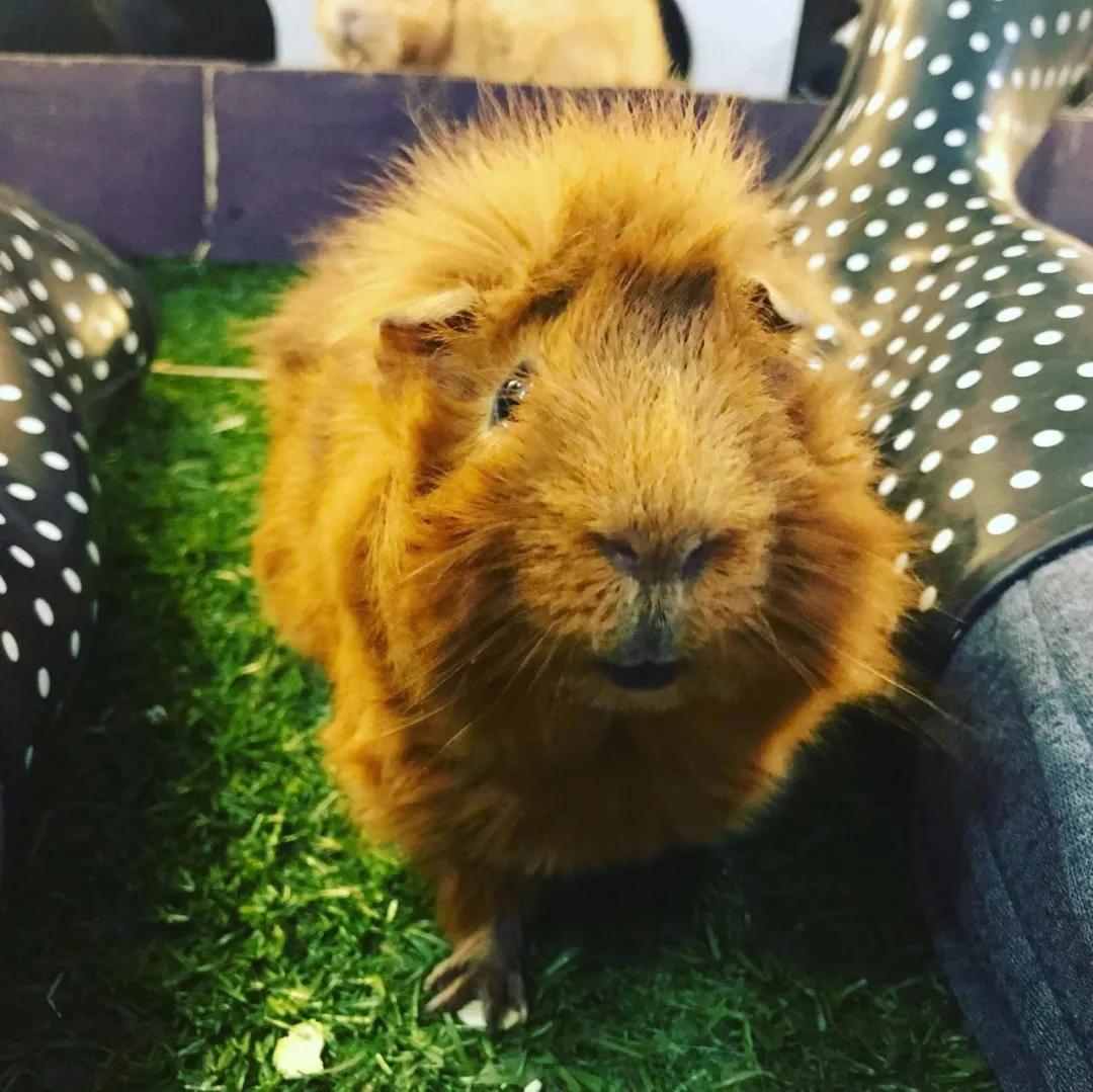 一群母豚鼠混入一只公豚鼠后：生几十只鼠崽，铲屎官年入几十万