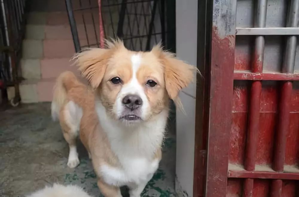 领养狗狗又反悔,领养狗后可以七天无理由吗