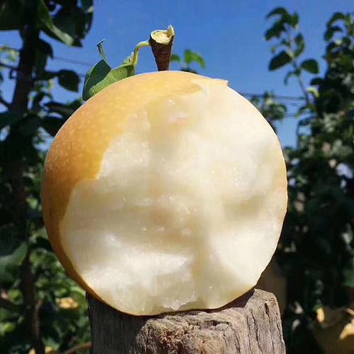 他辞去500强企业的工作，毅然决然开荒种梨，最后怎么样了