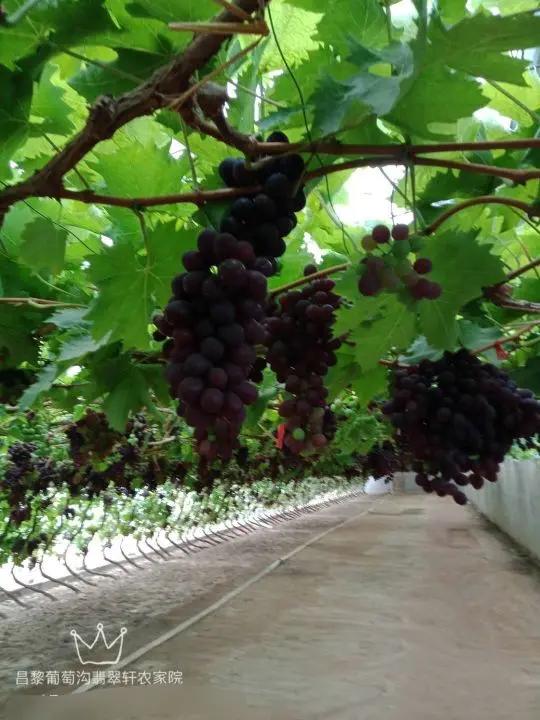 秦皇岛农家院住宿推荐-北戴河附近农家院住宿-昌黎葡萄沟翡翠轩