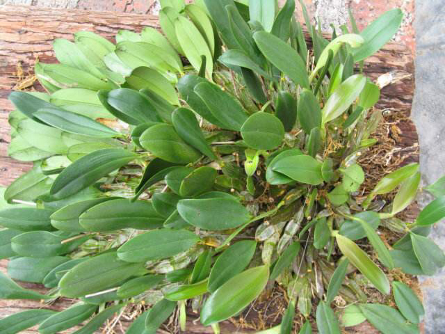 木虾公的功效与作用图片,中药水虾公图片