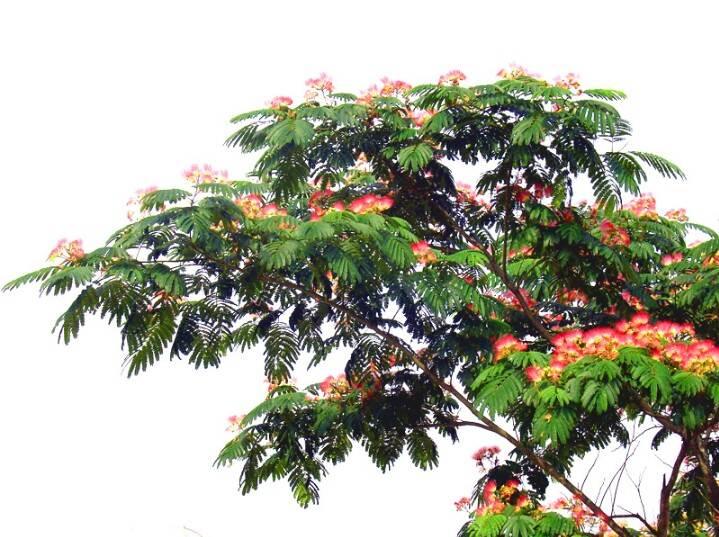 *欢合**花：花美叶美、有色有香的*欢合**花，管理与栽培