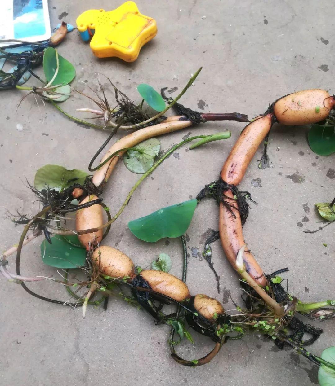 碗莲开花后的种子还可以用吗,碗莲种子种的第一年能开花吗