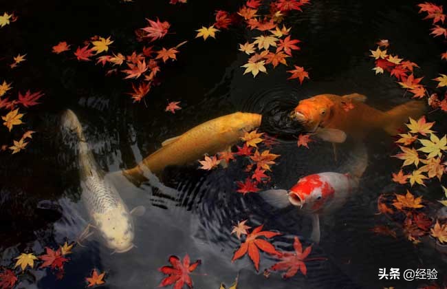 锦鲤吃什么食物通便,锦鲤吃什么食物几天喂一次