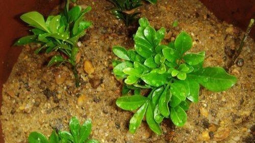 米兰花扦插方法和注意事项图片 (怎样扦插米兰花成活率高)