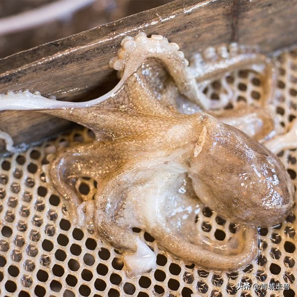 胶东八带家庭做法,胶东人喜欢吃的菜