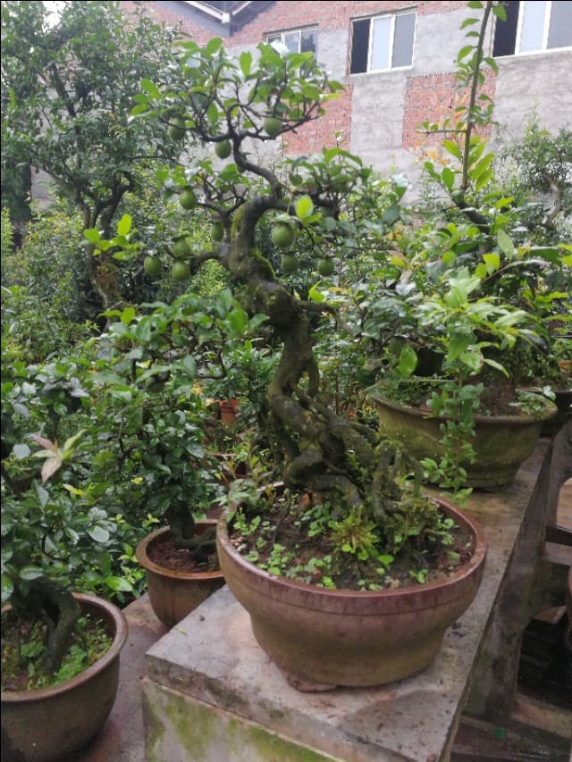 金弹子公桩怎么养开花,金弹子公桩几年能开花