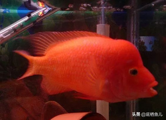 好养爆缸的小鱼,怎样养殖小鱼才能爆缸