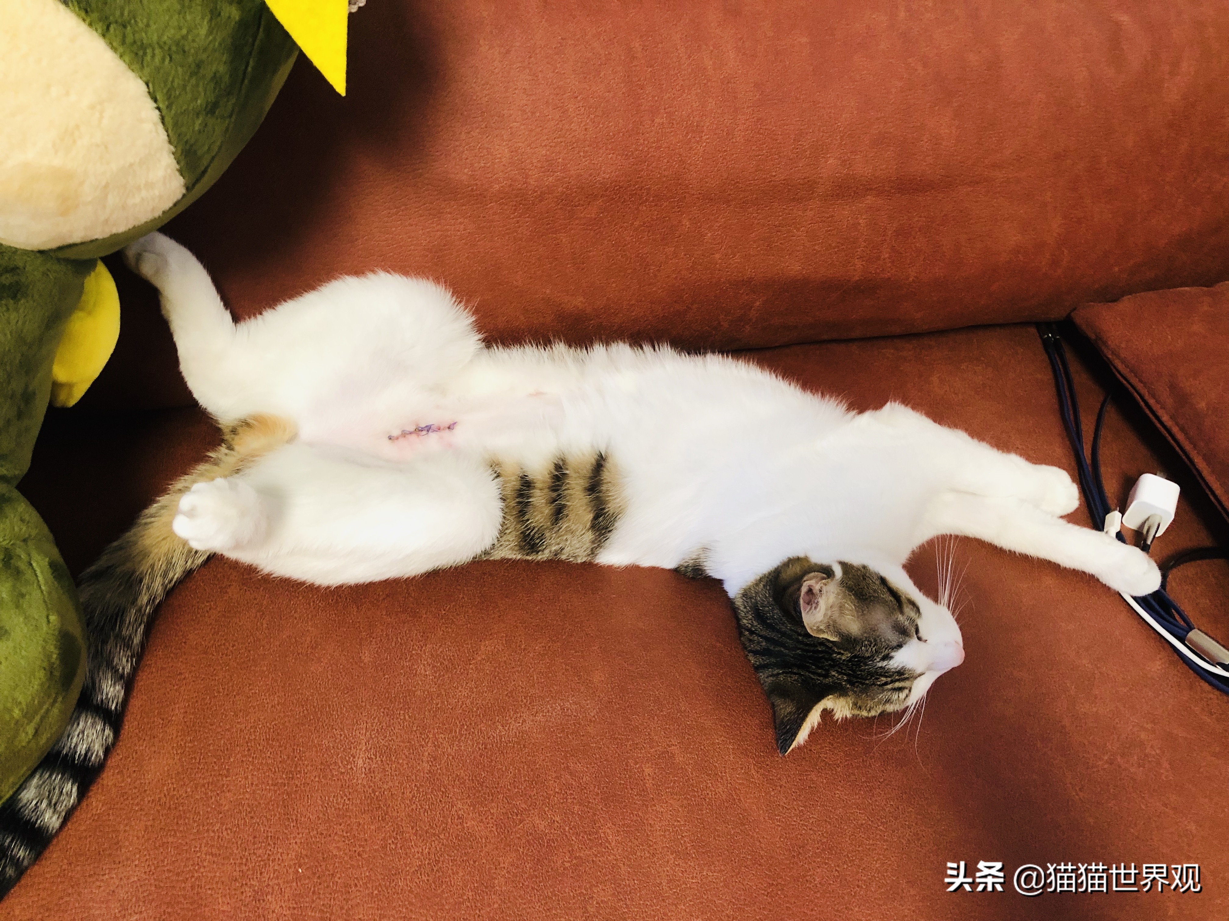 猫咪绝育手术后该如何护理才正确,猫咪绝育手术全过程母猫