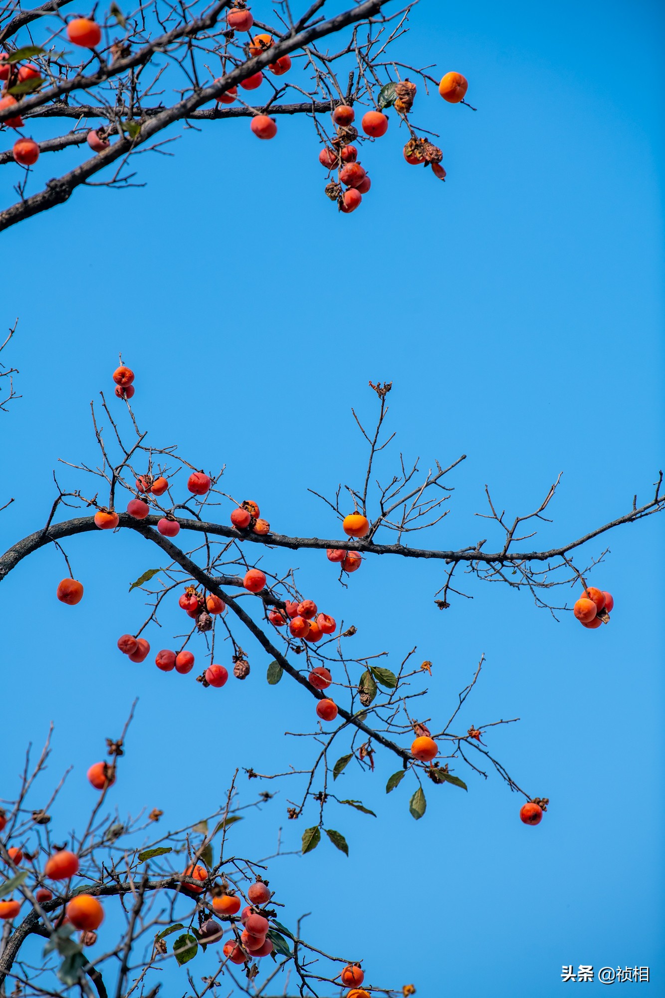 焦作青天河风景区简介图片,焦作青天河景区视频