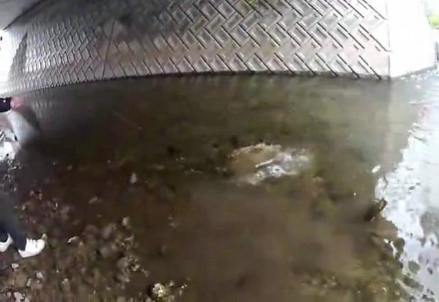 男子天桥底下钓鱼,男子桥下钓一条大鱼