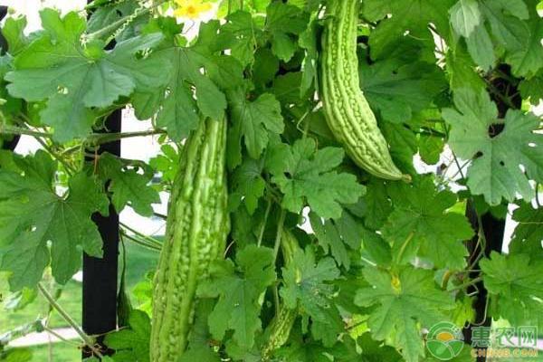 广东露地苦瓜种植管理,苦瓜的种植打杈方法及管理视频