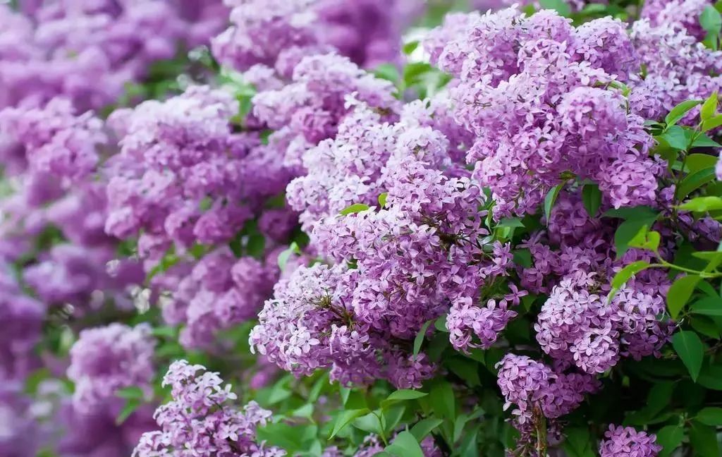 各国国花及花语英文,世界各国的国花资料