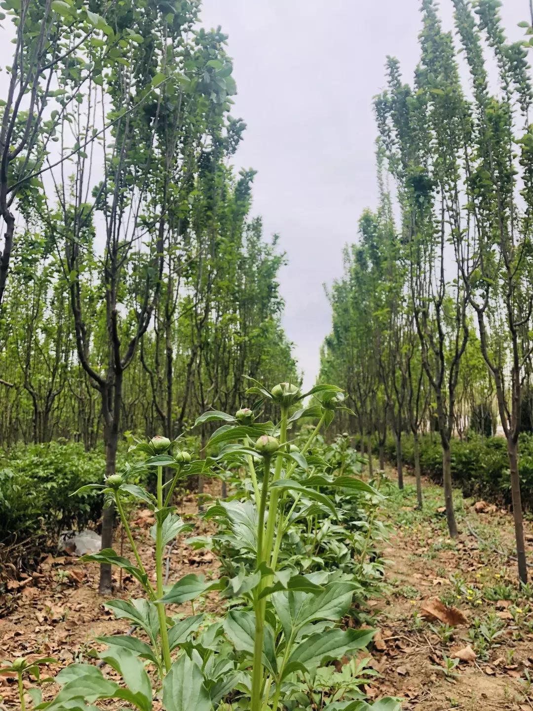 邯郸太行药王谷邀请您~相约五月花神