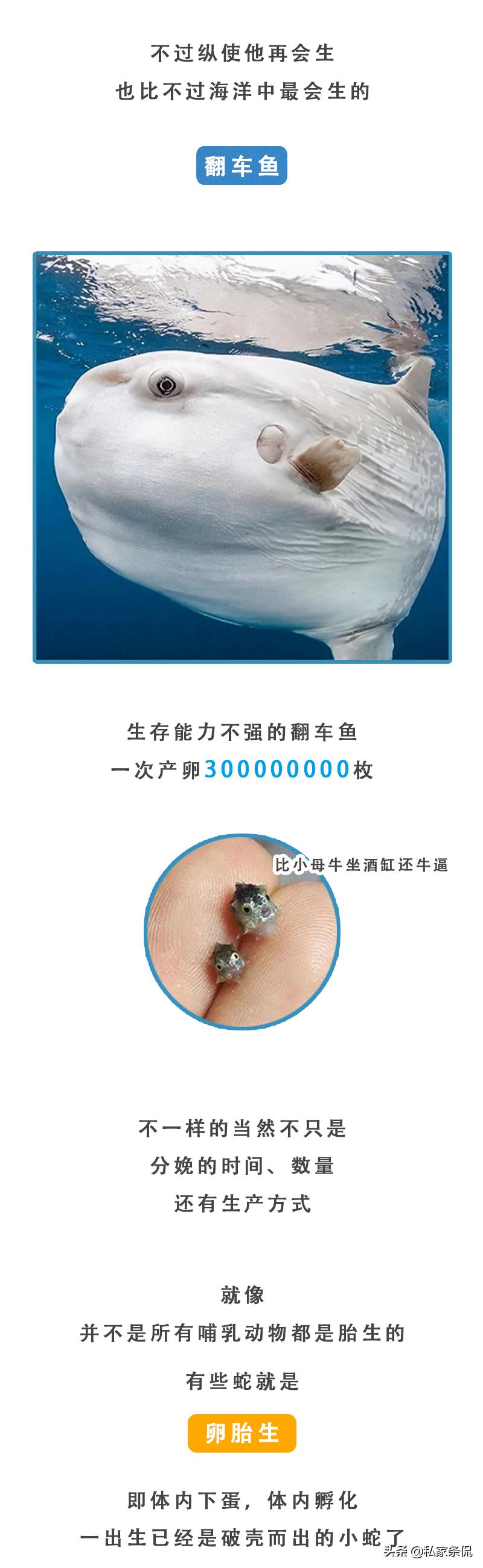 动物世界生蛋的过程,动物世界奇特的分娩方式