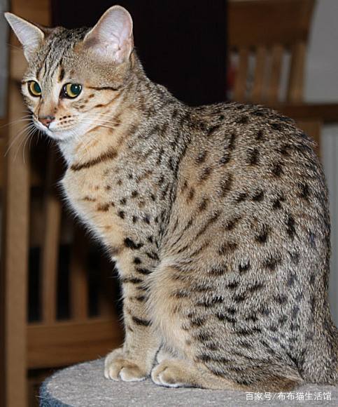 世界45种名犬图片大型犬,世界100种猫图片