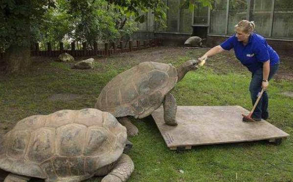 宠物龟常见疾病及治疗方法,关于乌龟感冒肺炎的一些问题