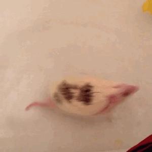 5种公认的长寿养生动作,最长寿的四种运动方式