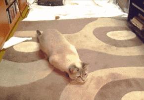 大叔刷百万礼物,大叔刷100万见网红