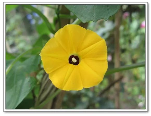 牵牛花到处都可以肆无忌惮的生长,不常见的品种,美出天际!