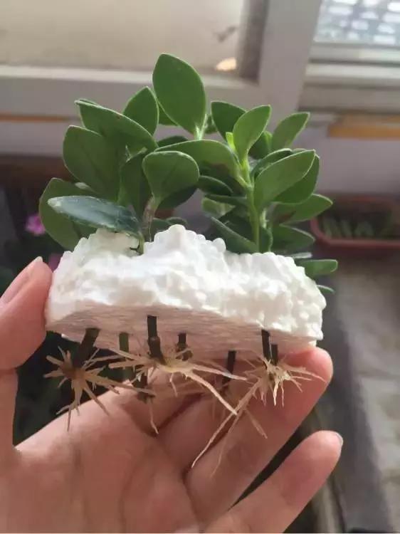 这6种花给点水就爆盆懒人必备,插枝最好养的四种花